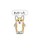 激しく尻尾をふるコーギー2（個別スタンプ：11）