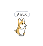 激しく尻尾をふるコーギー2（個別スタンプ：12）