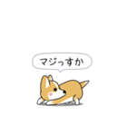激しく尻尾をふるコーギー2（個別スタンプ：17）