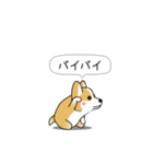 激しく尻尾をふるコーギー2（個別スタンプ：22）