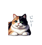 三毛猫ポケの日常【かわいい・連絡】（個別スタンプ：13）