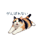 三毛猫ポケの日常【かわいい・連絡】（個別スタンプ：14）