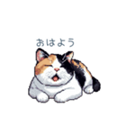 三毛猫ポケの日常【かわいい・連絡】（個別スタンプ：31）