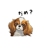 毎日使える大人可愛いキャバリア（個別スタンプ：23）