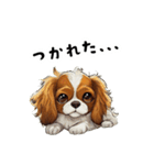 毎日使える大人可愛いキャバリア（個別スタンプ：24）