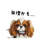 毎日使える大人可愛いキャバリア（個別スタンプ：40）