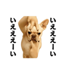 踊る！横揺れ界隈/フレンチブルドック（個別スタンプ：2）