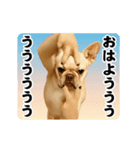 踊る！横揺れ界隈/フレンチブルドック（個別スタンプ：5）