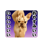 踊る！横揺れ界隈/フレンチブルドック（個別スタンプ：6）