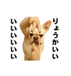 踊る！横揺れ界隈/フレンチブルドック（個別スタンプ：7）