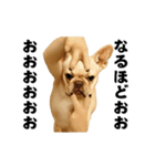 踊る！横揺れ界隈/フレンチブルドック（個別スタンプ：8）