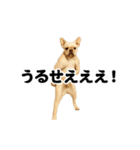踊る！横揺れ界隈/フレンチブルドック（個別スタンプ：9）