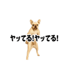 踊る！横揺れ界隈/フレンチブルドック（個別スタンプ：10）