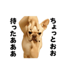 踊る！横揺れ界隈/フレンチブルドック（個別スタンプ：14）