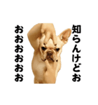 踊る！横揺れ界隈/フレンチブルドック（個別スタンプ：15）