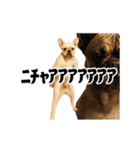 踊る！横揺れ界隈/フレンチブルドック（個別スタンプ：19）