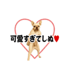 踊る！横揺れ界隈/フレンチブルドック（個別スタンプ：20）