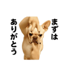 踊る！横揺れ界隈/フレンチブルドック（個別スタンプ：21）
