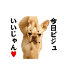 踊る！横揺れ界隈/フレンチブルドック（個別スタンプ：23）