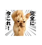踊る！横揺れ界隈/フレンチブルドック（個別スタンプ：24）