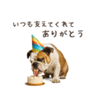 大切な人へ★犬いっぱいHAPPY BIRTHDAY★（個別スタンプ：4）