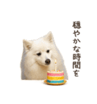 大切な人へ★犬いっぱいHAPPY BIRTHDAY★（個別スタンプ：11）