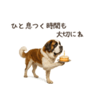 大切な人へ★犬いっぱいHAPPY BIRTHDAY★（個別スタンプ：12）