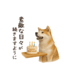 大切な人へ★犬いっぱいHAPPY BIRTHDAY★（個別スタンプ：13）