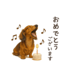 大切な人へ★犬いっぱいHAPPY BIRTHDAY★（個別スタンプ：29）