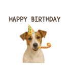 大切な人へ★犬いっぱいHAPPY BIRTHDAY★（個別スタンプ：38）