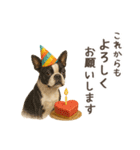 大切な人へ★犬いっぱいHAPPY BIRTHDAY★（個別スタンプ：39）