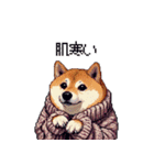 秋の始まり太っちょ柴犬（個別スタンプ：1）