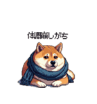 秋の始まり太っちょ柴犬（個別スタンプ：9）