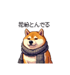 秋の始まり太っちょ柴犬（個別スタンプ：16）