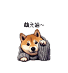 秋の始まり太っちょ柴犬（個別スタンプ：21）