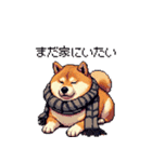 秋の始まり太っちょ柴犬（個別スタンプ：27）