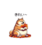 秋の始まり太っちょ柴犬（個別スタンプ：36）