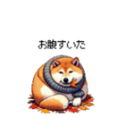 秋の始まり太っちょ柴犬（個別スタンプ：37）