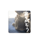 動くぱな（個別スタンプ：3）