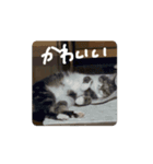 動くぱな（個別スタンプ：4）