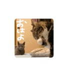 動くぱな（個別スタンプ：8）