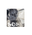動くぱな（個別スタンプ：9）