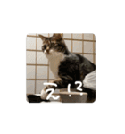 動くぱな（個別スタンプ：12）