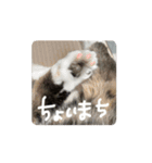 動くぱな（個別スタンプ：13）