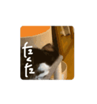 動くぱな（個別スタンプ：16）