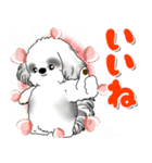 B＆W背景が動くシーズー犬「よく使う言葉」（個別スタンプ：11）