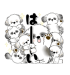 B＆W背景が動くシーズー犬「よく使う言葉」（個別スタンプ：12）