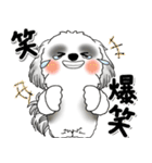 B＆W背景が動くシーズー犬「よく使う言葉」（個別スタンプ：20）