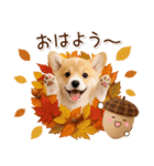 大人かわいい秋の癒しコーギー（個別スタンプ：1）