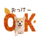 大人かわいい秋の癒しコーギー（個別スタンプ：3）